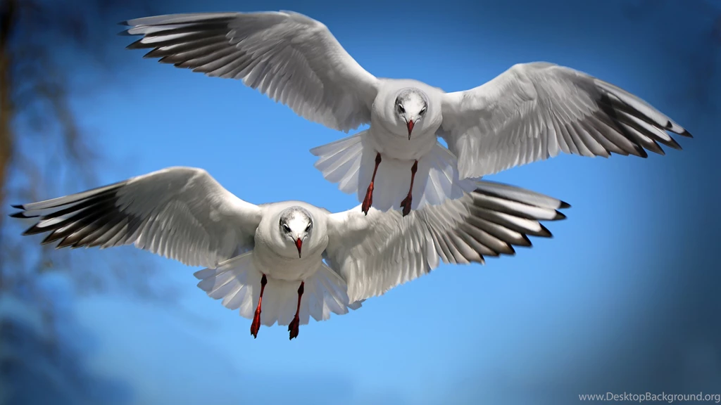 Download Wallpapers 3840x2160 Gulls, Birds, Flying, Flapping 4K ...