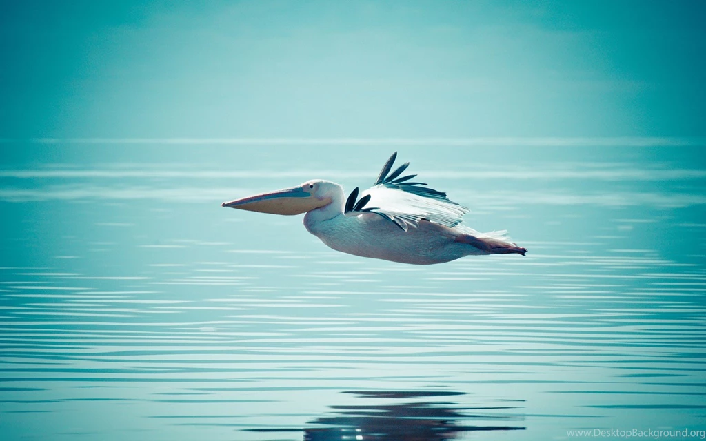 Pelican Water Bird Flying Over Water HD Wallpapers.jpg