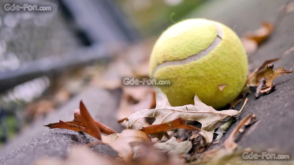257707_tennisnyj myach_ myach_ listya_ osen_ nastroenie__1920x1080_www.Gde Fon.com.jpg
