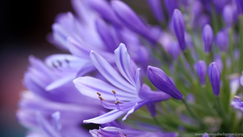 Images for gt lavender flower wallpaper desktop lavender room wallpaper hd border for walls bedroom iphone ipad background windows 7 nursery.jpg