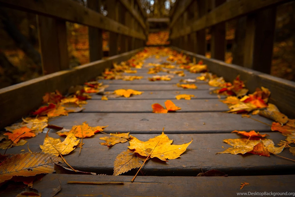 Fall Leaves Wallpapers Widescreen   Uncalke.com