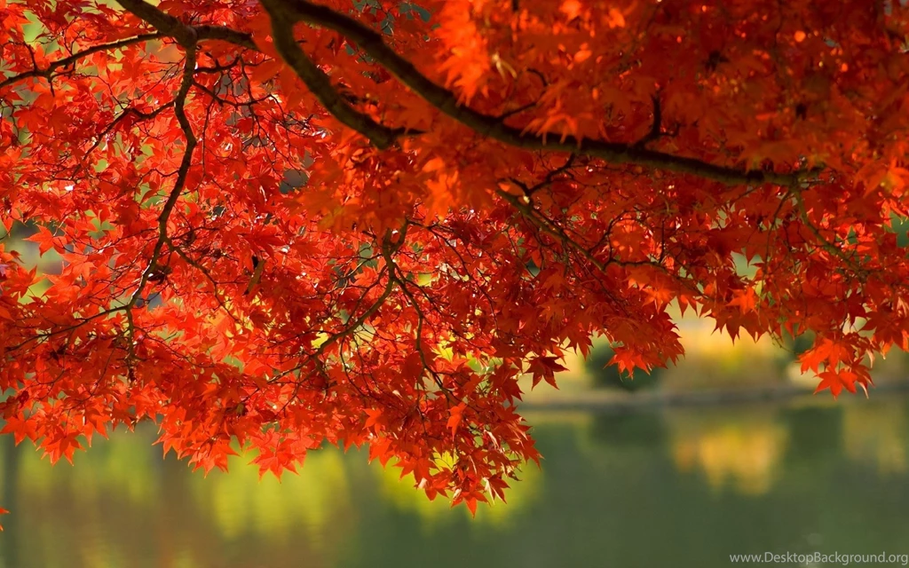 Autumn Leaves Desktop Wallpapers With Water