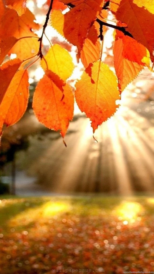Leaves Wallpapers Iphone