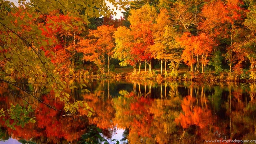 Fall Foliage (