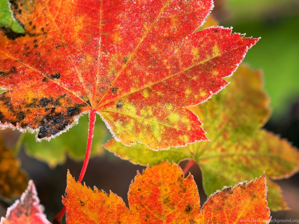 Winsomely Frosted Fall Leaves Wallpaper, Cereal Is Just A Bowl ...