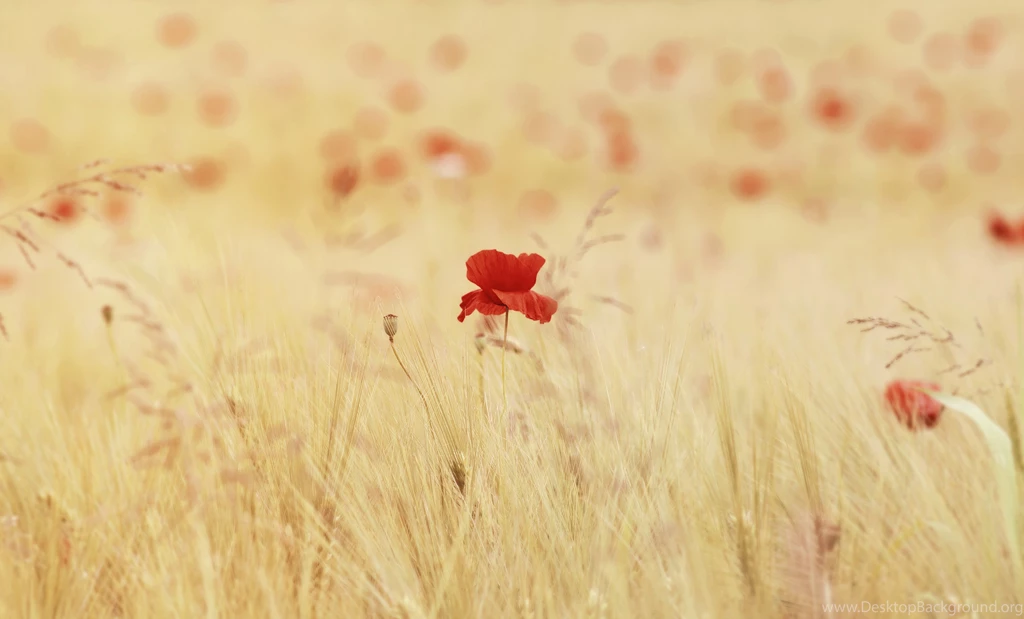 Poppy Computer Wallpapers, Desktop Backgrounds