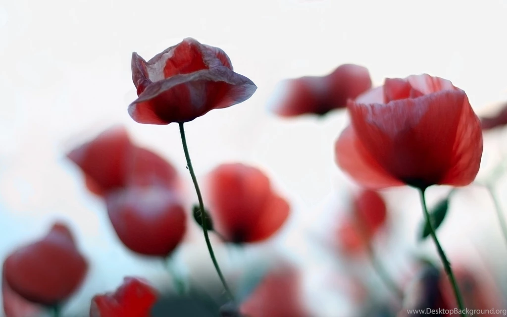 Beauty Poppy Wallpapers