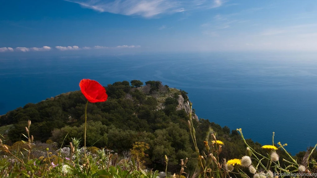 Poppy Wallpapers Flowers Wallpapers (32897756) Fanpop