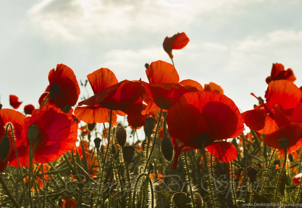 Poppy Computer Wallpapers, Desktop Backgrounds