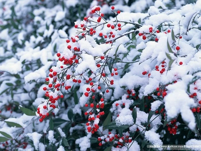 Winter Scene Wallpapers Winter Trees Wallpaper14 Wallcoo.net