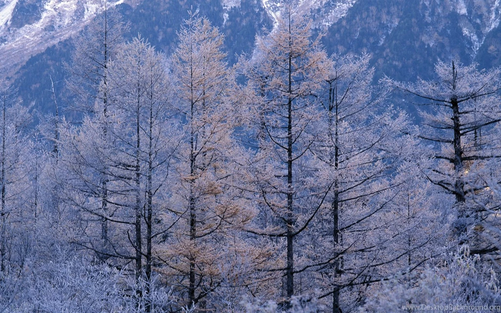 1440*900 Widecscreen Snow Winter Wallpapers   Winter Snow Scene ...