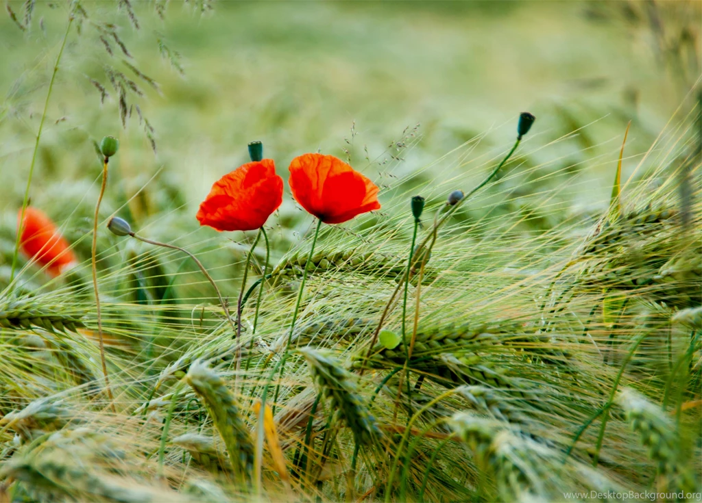 Poppy Computer Wallpapers, Desktop Backgrounds
