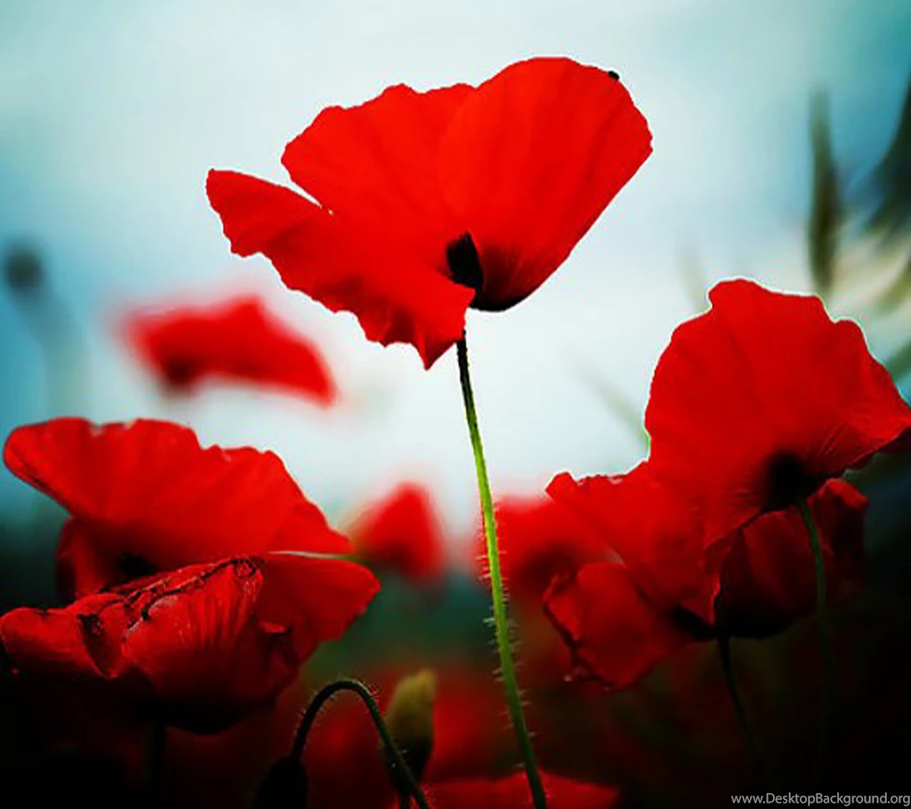 Poppy Wallpapers Free Download