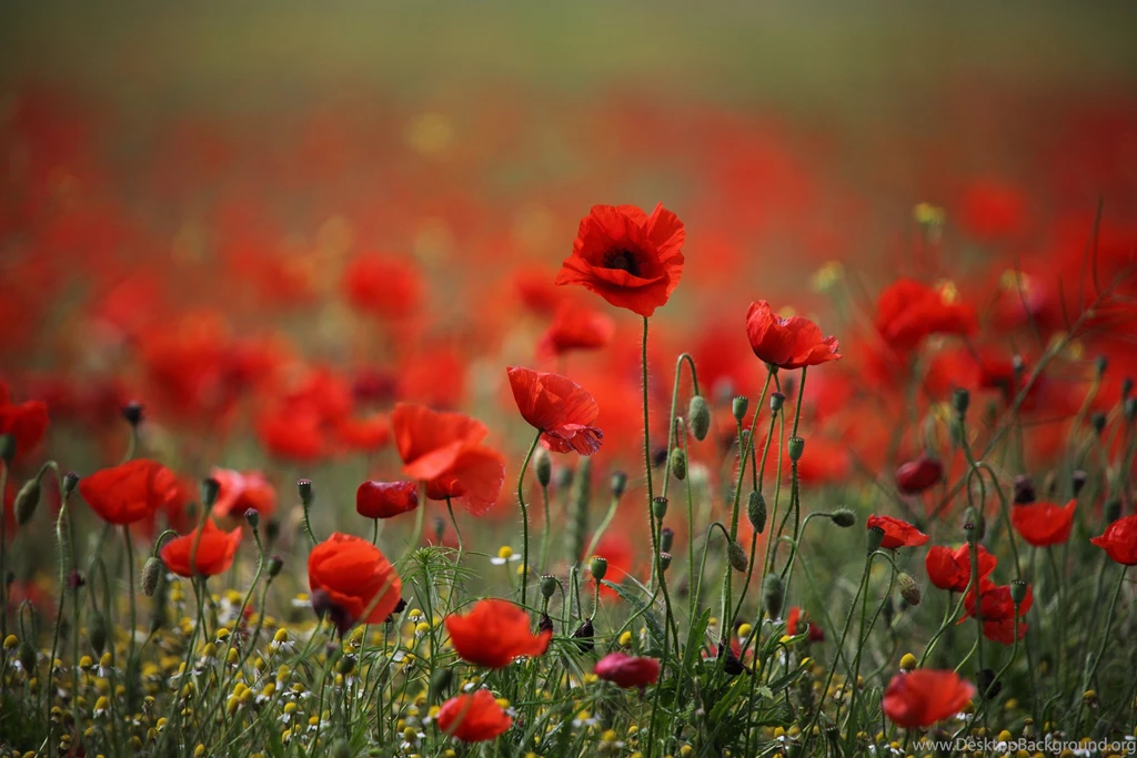 Flowers Archives Wallpapers