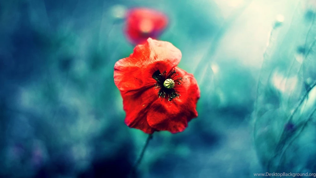 1366x768 Wild Red Poppy Desktop PC And Mac Wallpapers