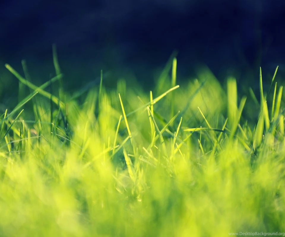 Amazing Beautiful Grass Hd Android Wallpapers