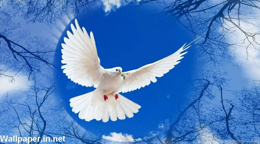 Beautiful Dove HD Wallpapers Free Download.jpg