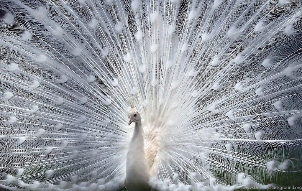 Animal_hd_wallpaper_free_download (5) HD Beautiful Desktop ...