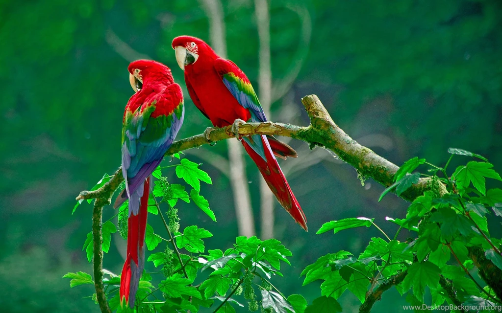 Beautiful Birds Wallpapers Free Download
