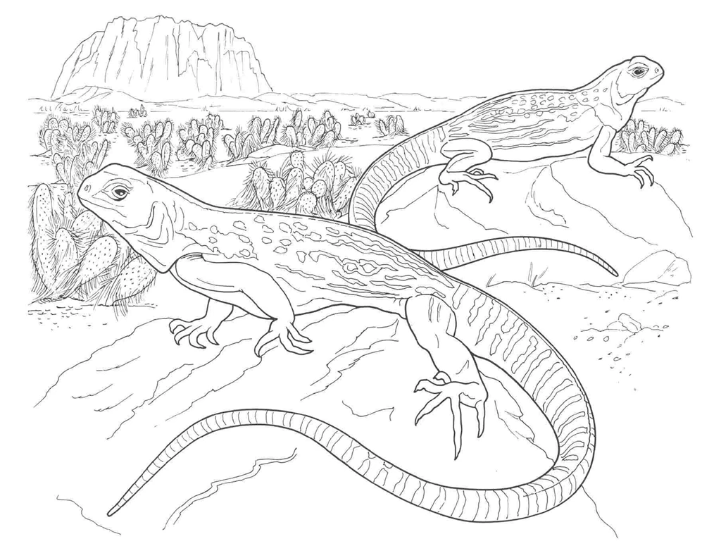 Iguana Free Printable Adult Coloring Pages Wallpapers HD Muscle ...