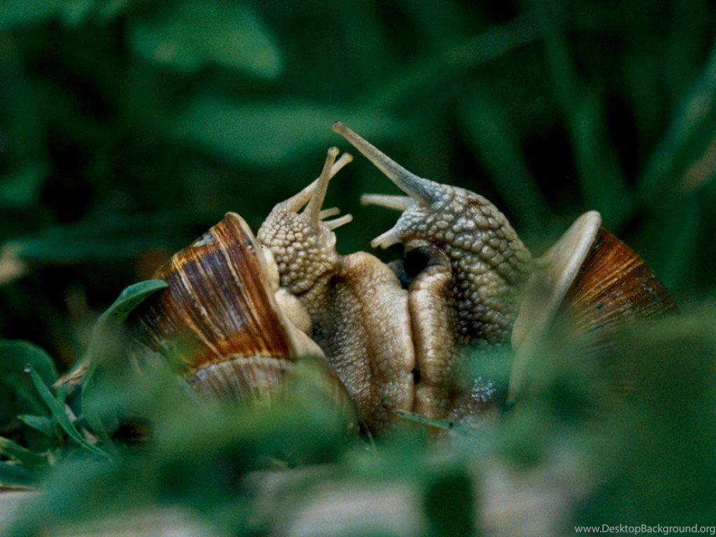 Animals Adult Brown Garden Snails Free Desktop Wallpaper s