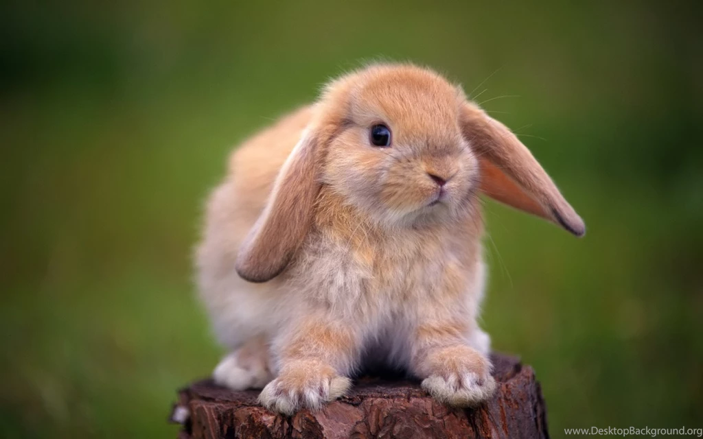 Cute Rabbit Wallpapers Full HD