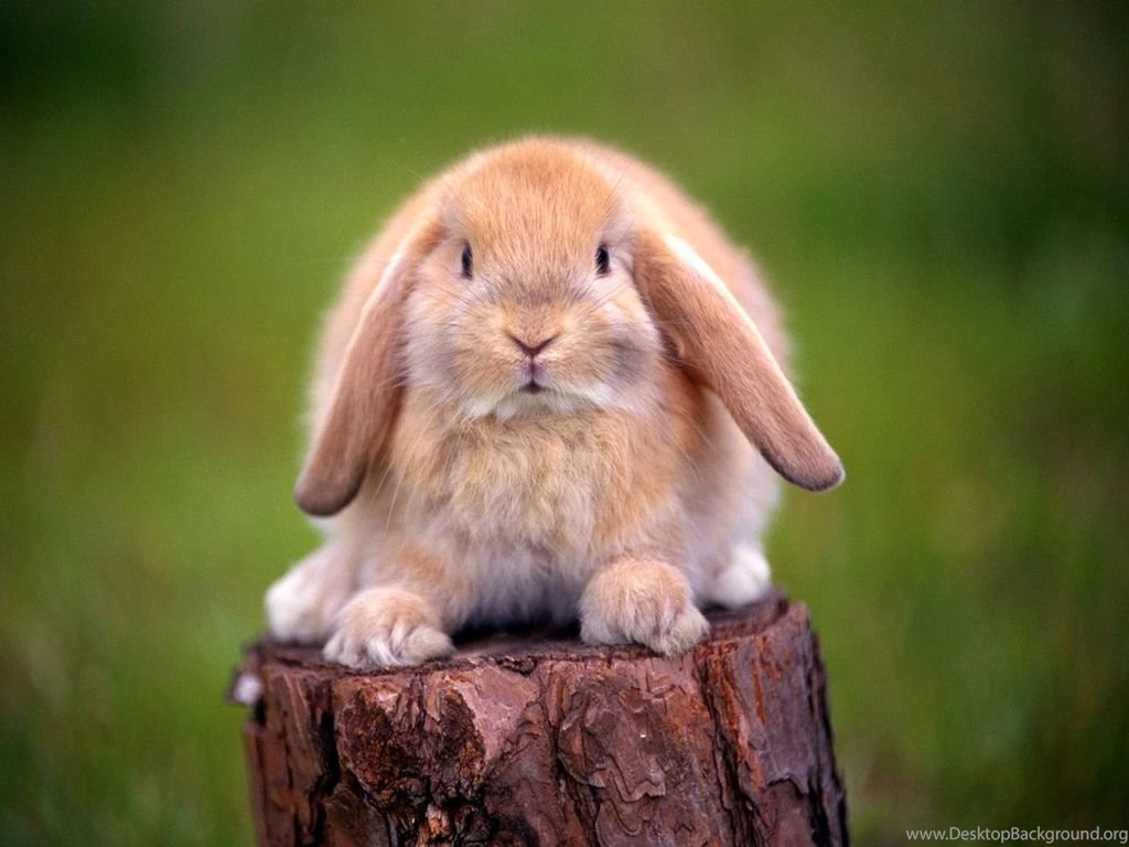 Cute Rabbit Wallpapers Mobile