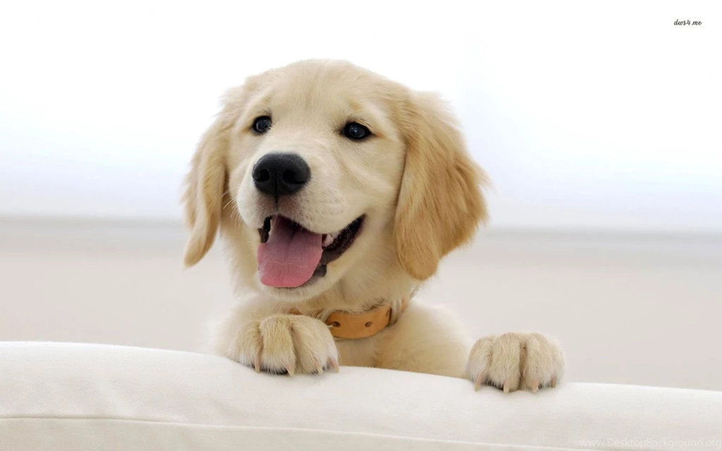 Golden Retriever Puppy Wallpapers Animal Wallpapers