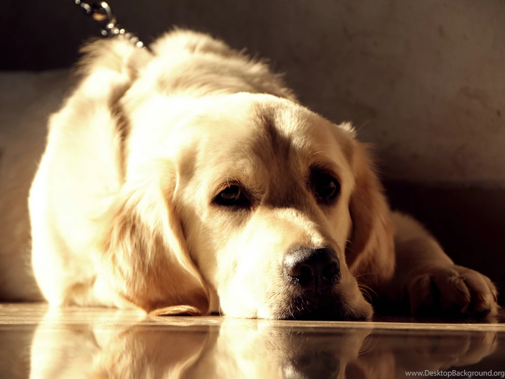 Hd Golden Retriever Wallpapers Download