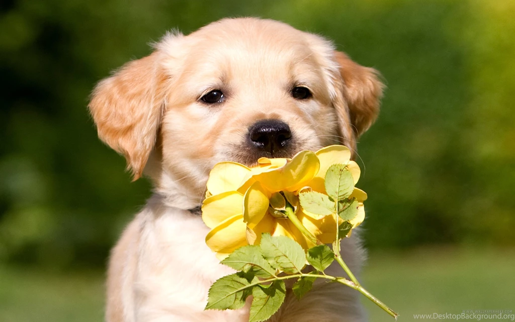 Golden Retriever Puppies Wallpapers Hd 29 Desktop Wallpapers ...