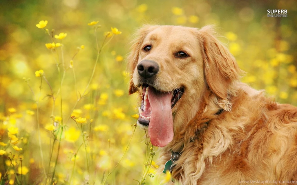 Tired Golden Retriever Wallpapers   Animal Wallpapers