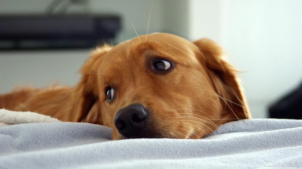 Cute Pictures Of Golden Retriever Puppies Desktop Backgrounds