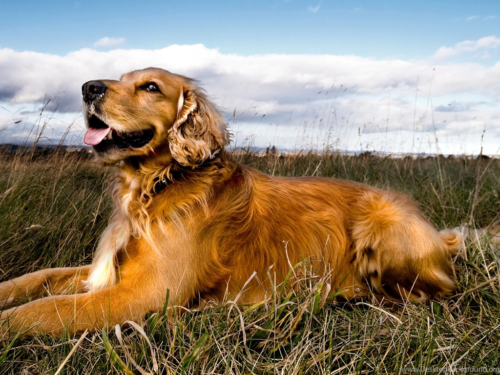 Wallpaper, Golden, Retriever, Desktop, Desktopia, Birds, Puppies ...