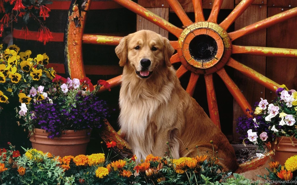 Golden Retriever Wallpapers HD Download