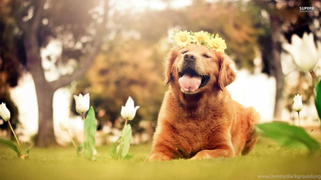 Golden Retriever Wallpapers Desktop