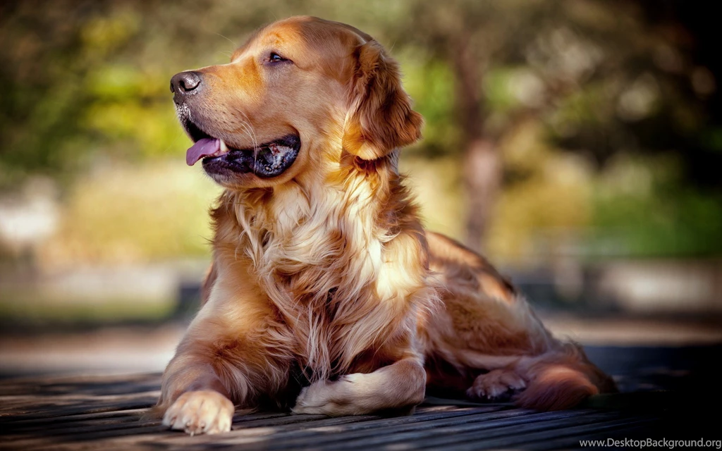 Hd Images Of Golden Retriever Dogs