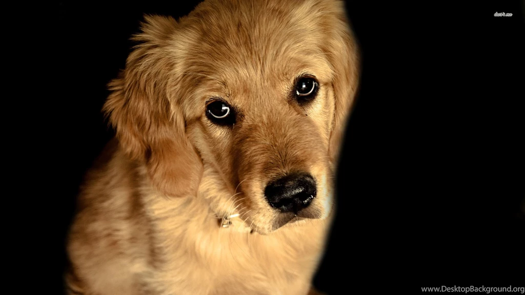 Golden Retriever Wallpapers   Animal Wallpapers