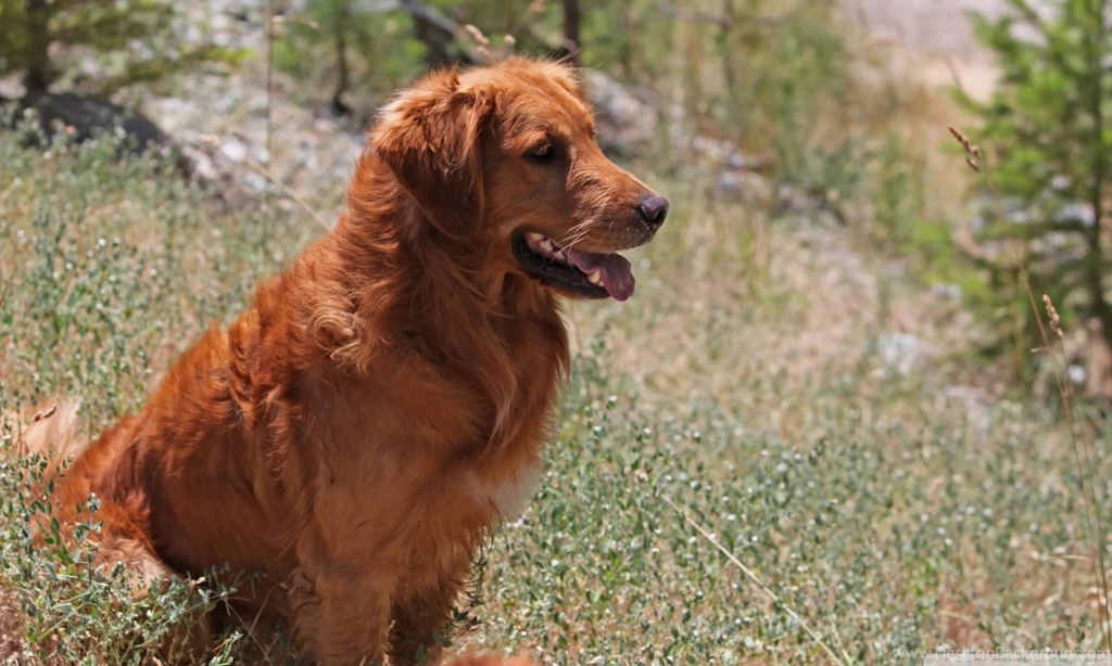Golden Retriever Dog HD Desktop Wallpapers : High Definition : Mobile