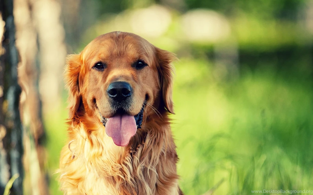 Sleeping Golden Retriever Puppies Wallpapers 28935