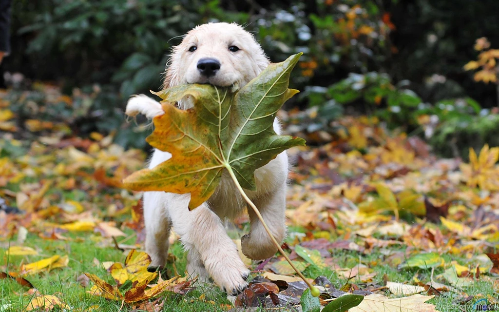 Download Wallpapers Golden Retriever Puppy (1920 X 1200 Widescreen ...