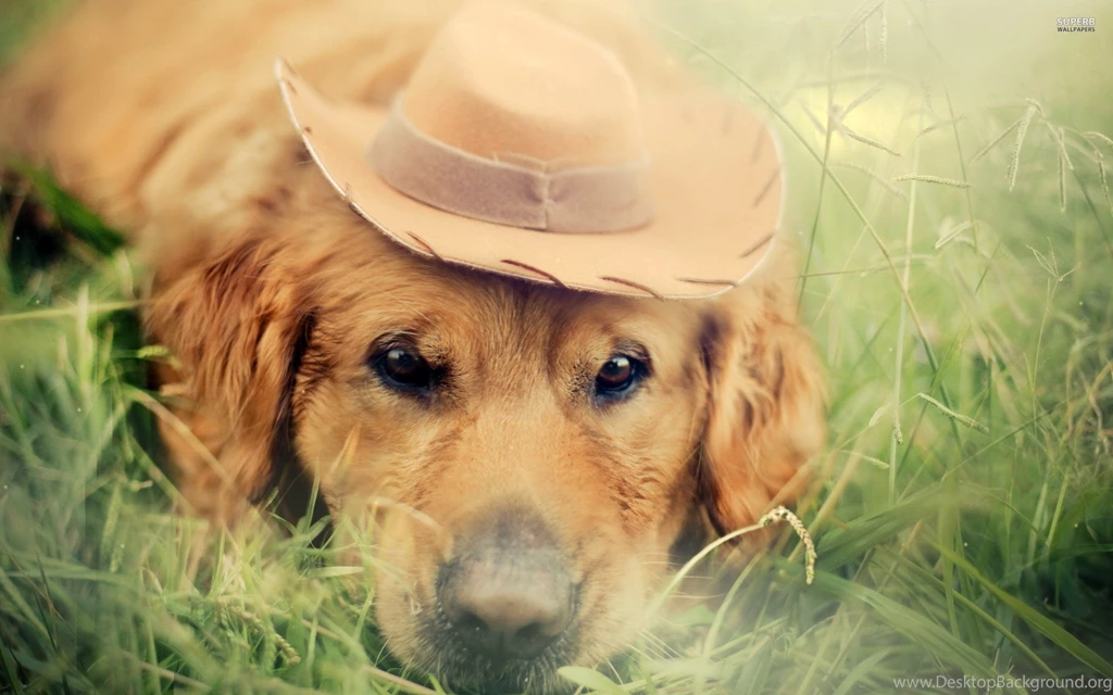 Golden Retriever With A Cowboy Hat Wallpapers   Animal Wallpapers ...