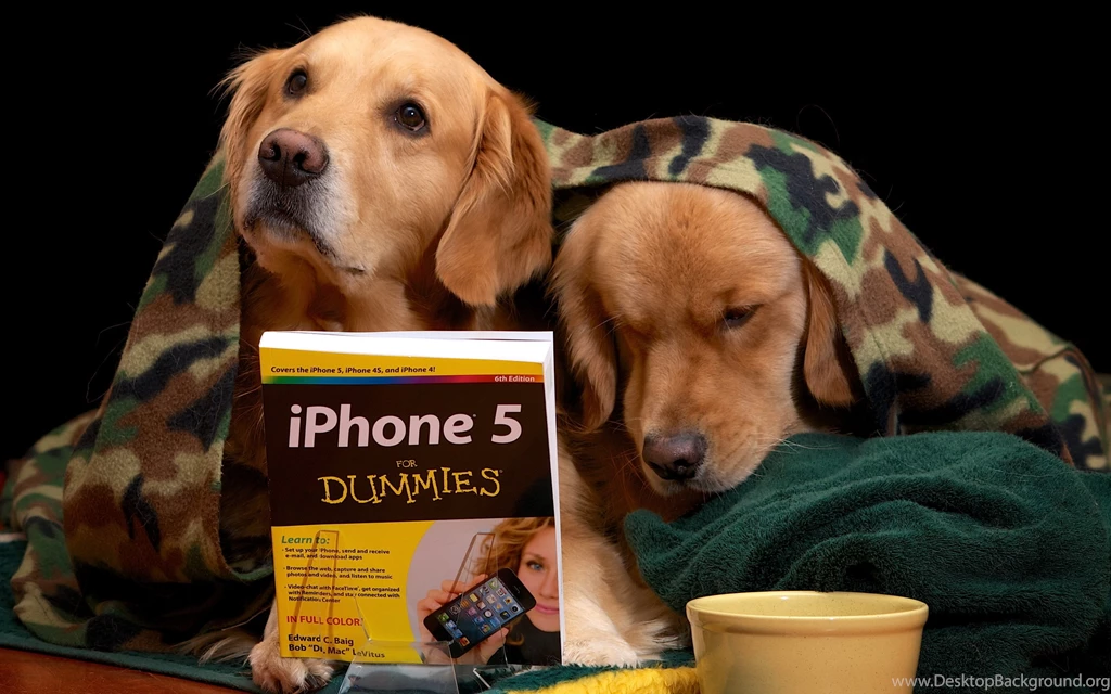 Army Golden Retriever Desktop Backgrounds HD 2560x1600