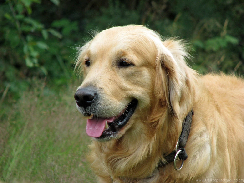 HD Golden Retriever Dog Wallpapers Free Downloads