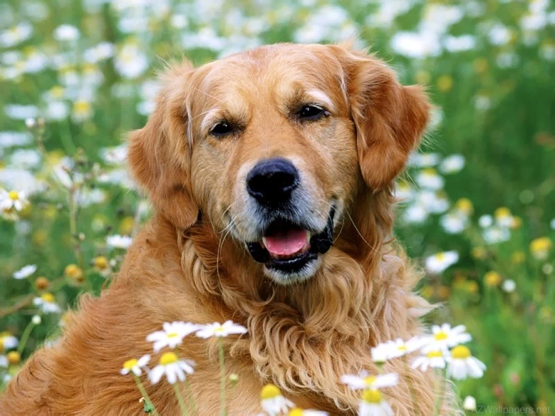 Golden_retriever_desktop_wallpaper 800x600.jpg