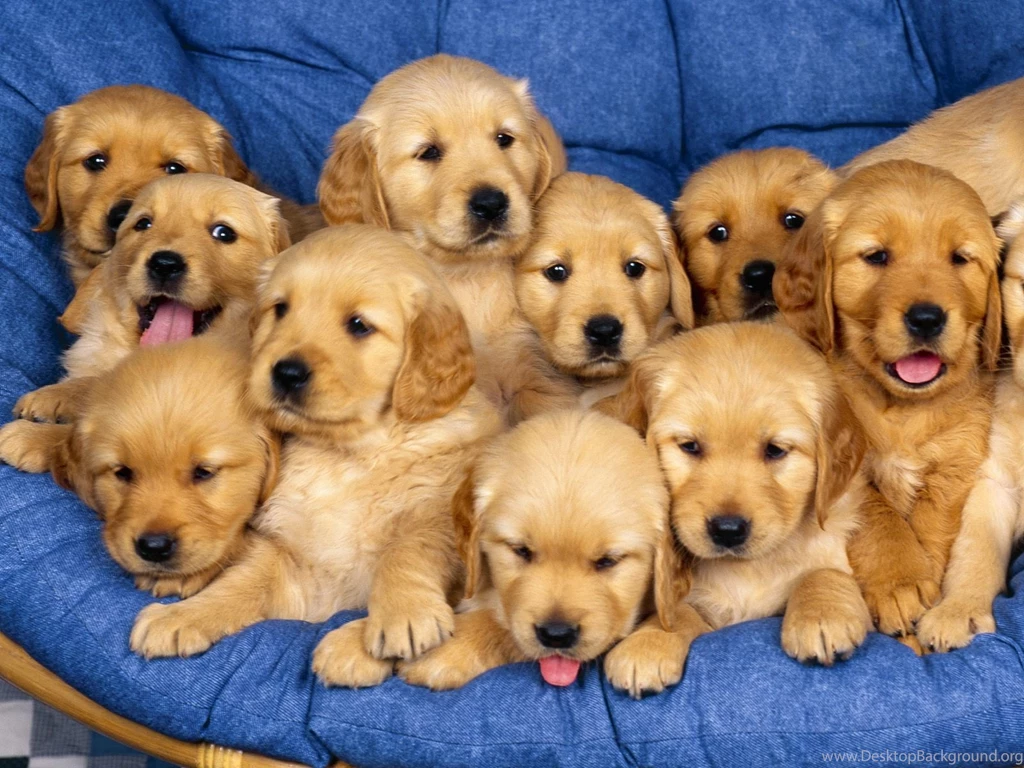 Golden Retriever   Puppies Wallpapers   1600x1200   644787