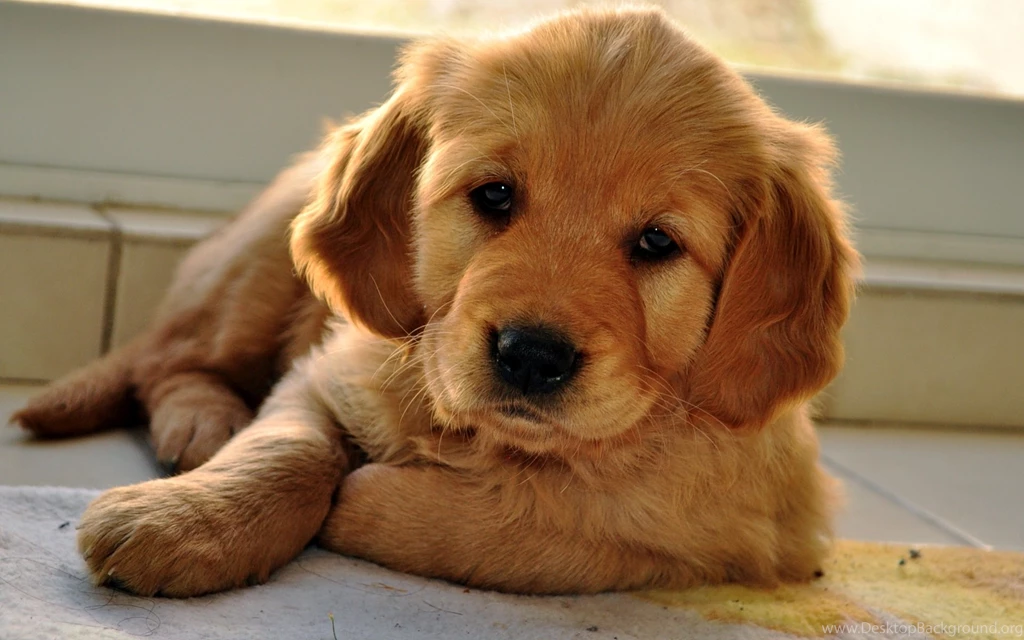Sad Golden Retriever Puppy Desktop Wallpapers 18004