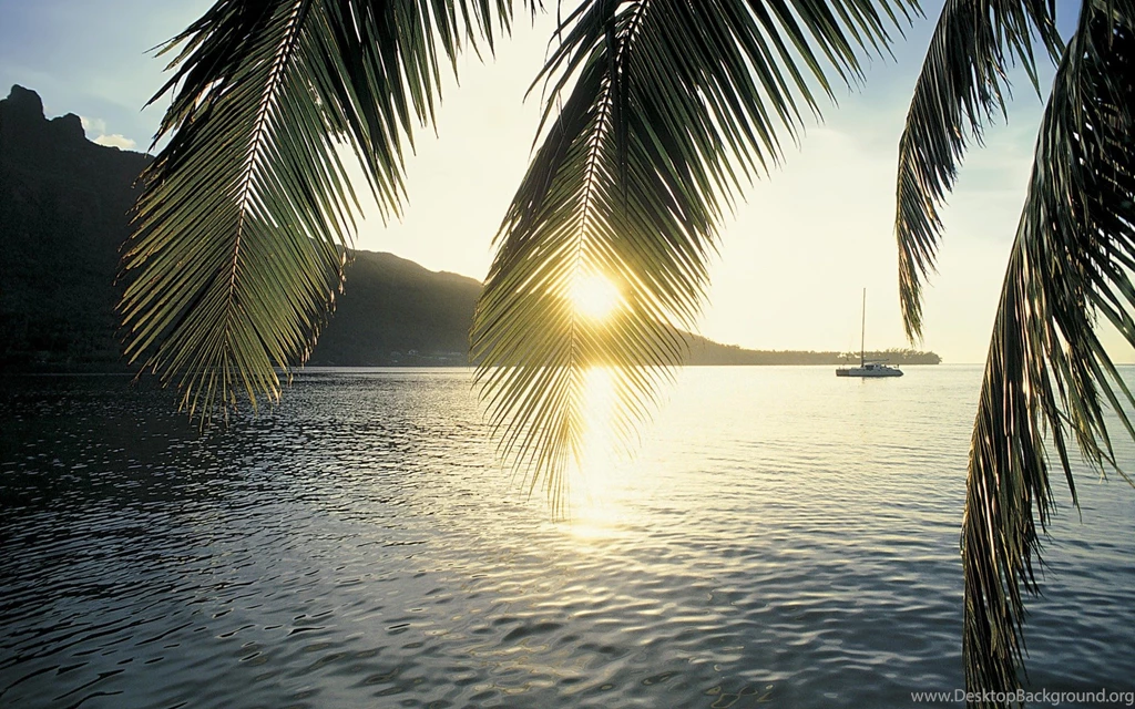 Palm Tree Desktop Wallpapers