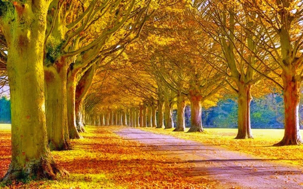 859 Fall HD Wallpapers
