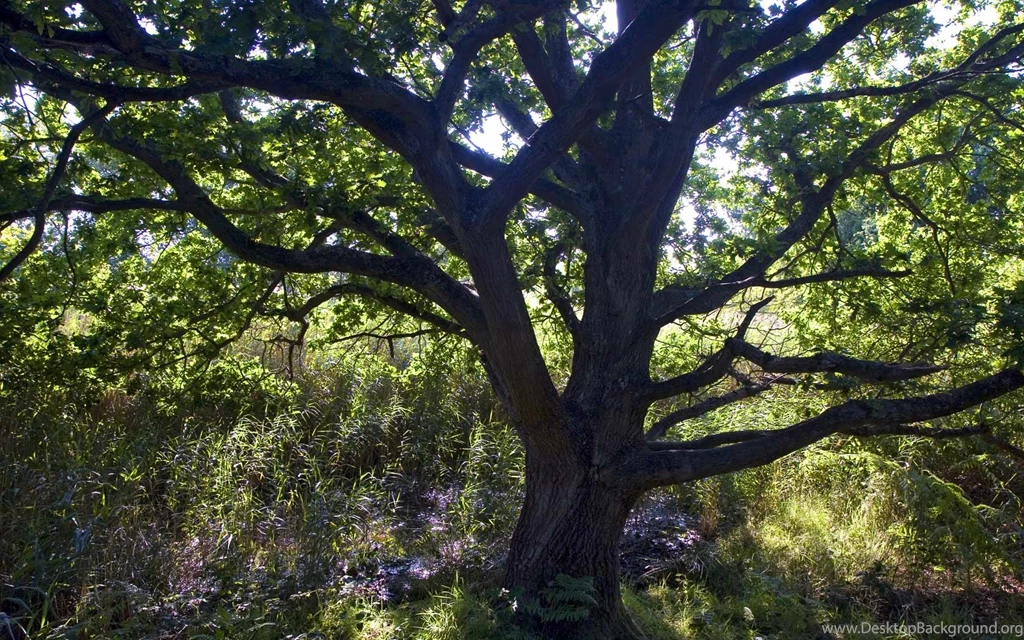 Sunlit Oak Wallpapers