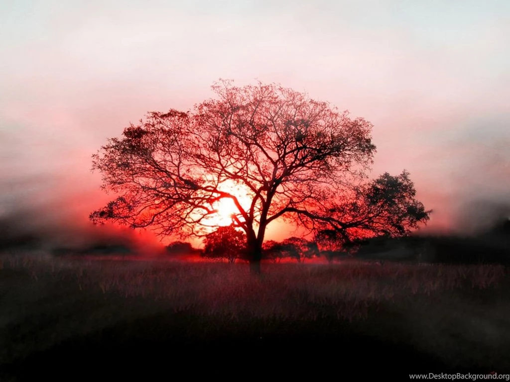 Japan: Single Tree, Green Tree Wallpeprs For Desktop Backgrounds Free